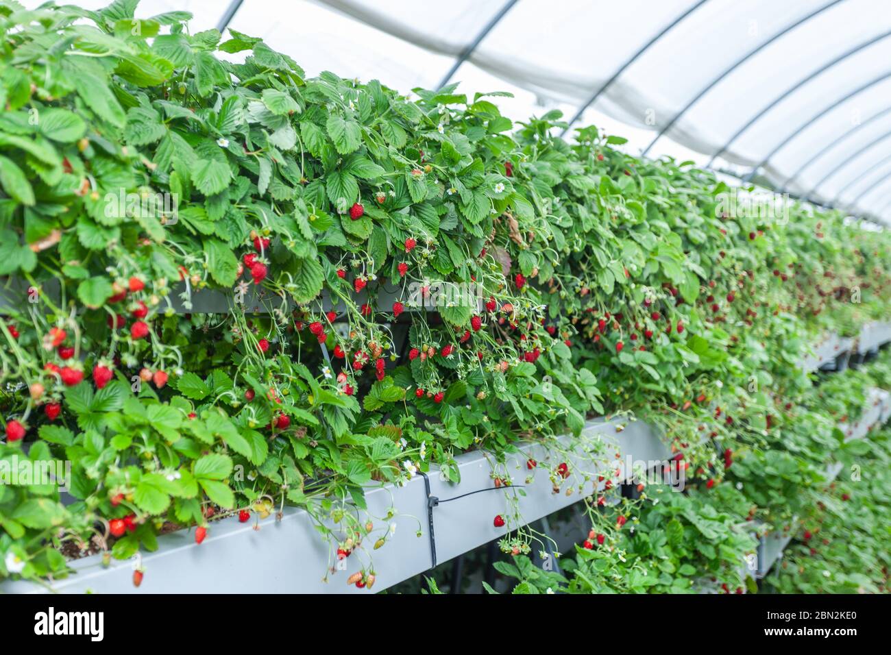 Growing red strawberries and wild strawberries in a greenhouse Stock ...