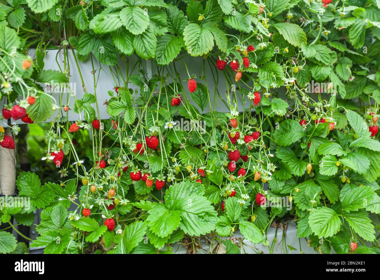 Growing red strawberries and wild strawberries in a greenhouse Stock ...