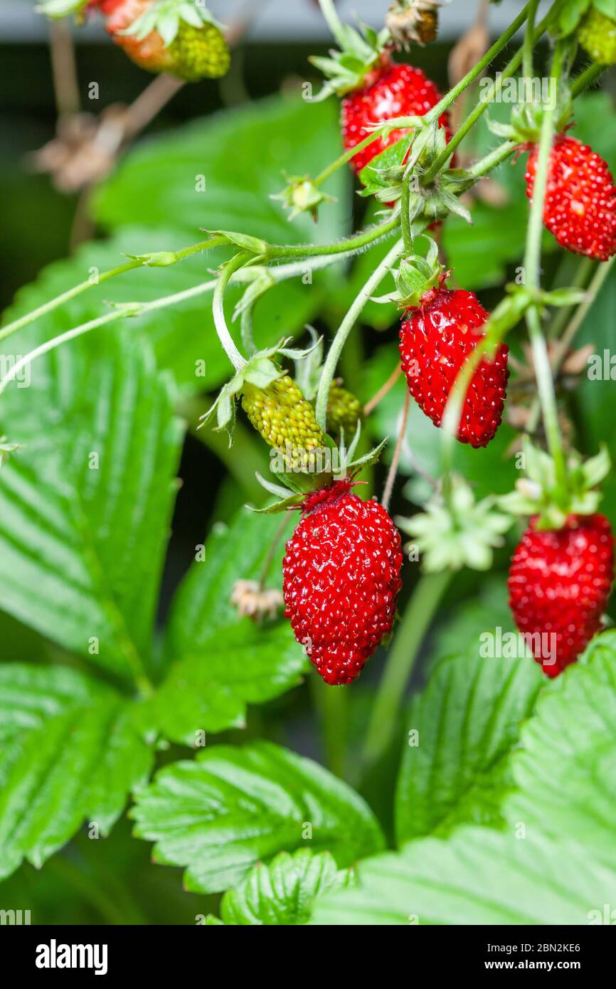 Growing red strawberries and wild strawberries in a greenhouse Stock ...