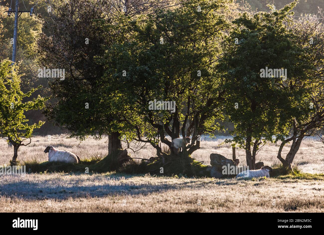 Ballingeary, Cork, Ireland. 12th May, 2020. A herd of sheep grase on a frost covered ground outside Ballingeary, Co. Cork, Ireland. - Credit; David Creedon / Alamy Live News Stock Photo