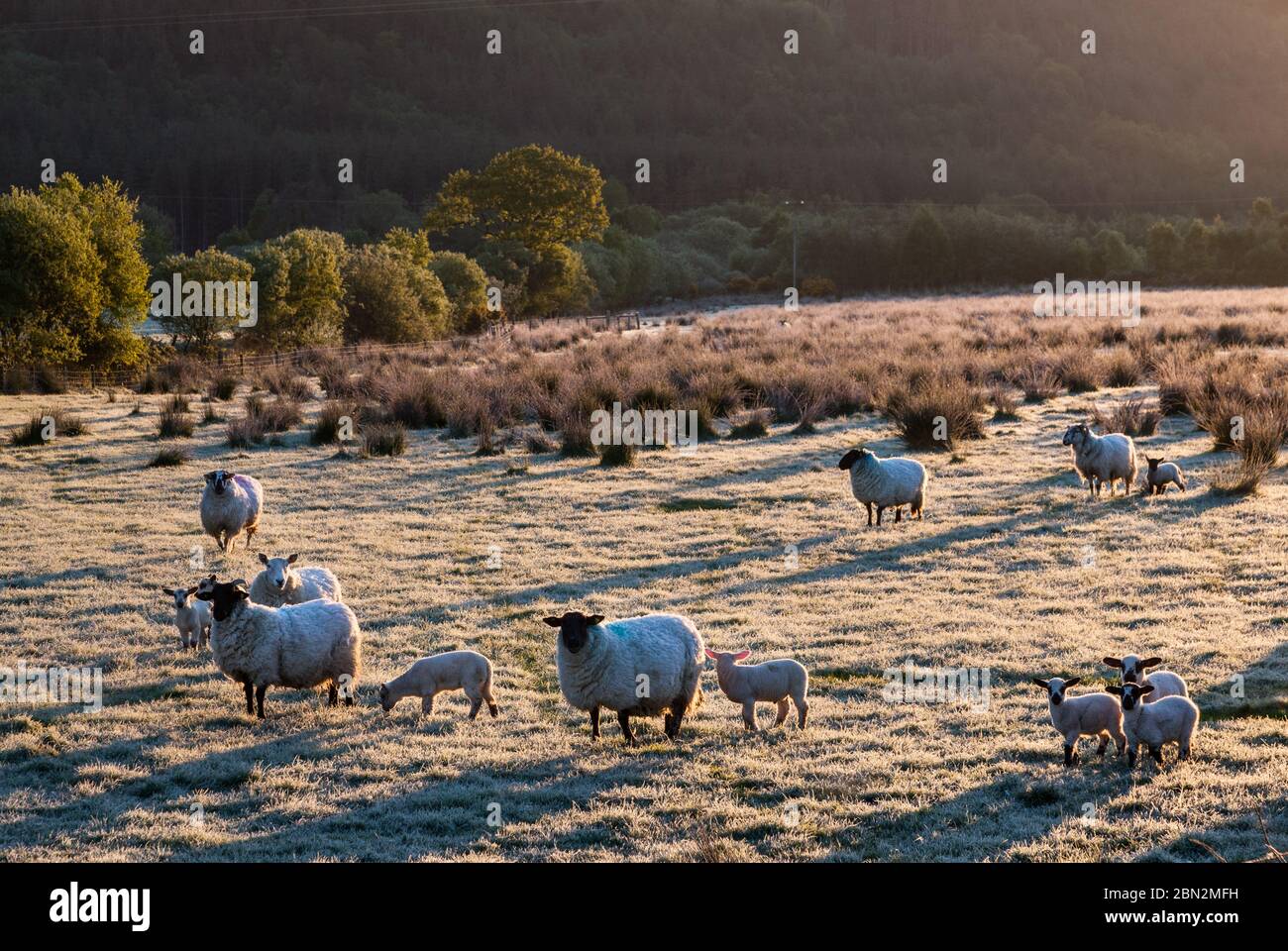 Ballingeary, Cork, Ireland. 12th May, 2020. A herd of sheep grase on a frost covered ground outside Ballingeary, Co. Cork, Ireland. - Credit; David Creedon / Alamy Live News Stock Photo