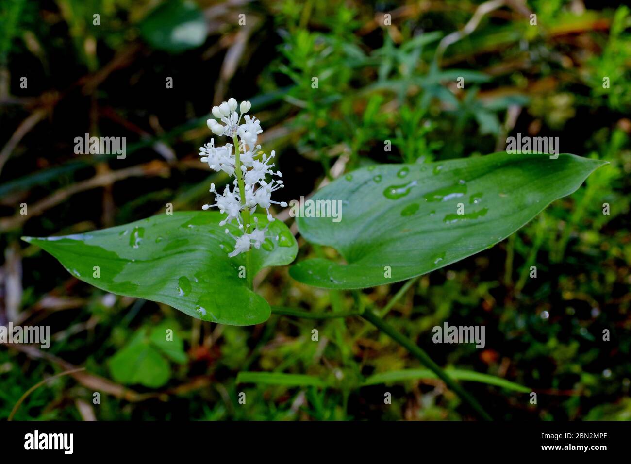 Zweiblättrige Schattenblume, Maianthemum bifolium Stock Photo