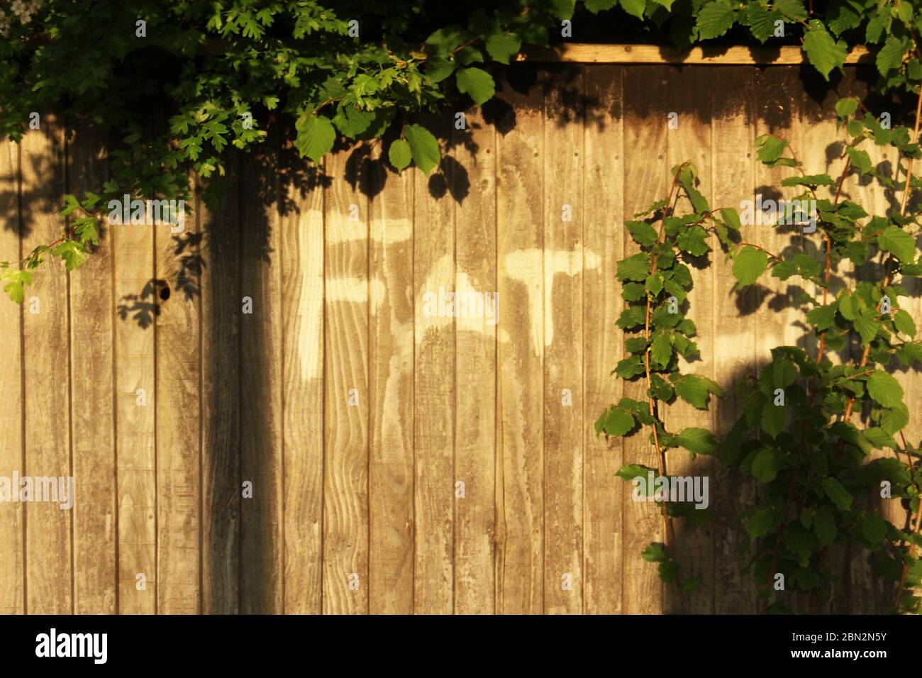 Overgrown fence in golden hour with 'Fat' painted onto it in Manchester, England Stock Photo