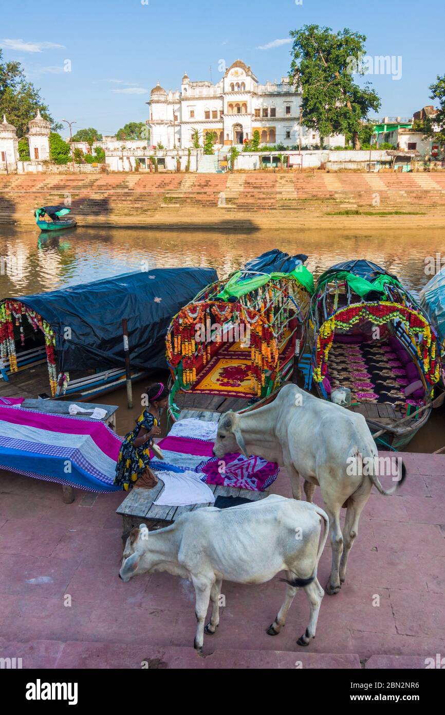 Chitrakoot, Madhya Pradesh, India : A child stands next to two cows and the colourful boats lining near the steps of Ramghat on the Mandakini river. Stock Photo