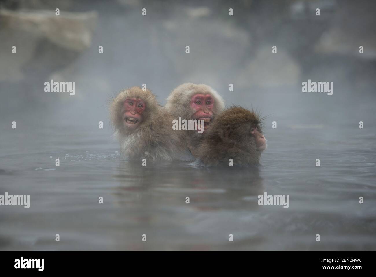 Japanese Macaque Monkey, Macaca fuscata, shrieking as shocked in hot spring bath, Jigokudani Yaenkoen Monkey Park, Yamanouchi, Nagano, Japan Stock Photo