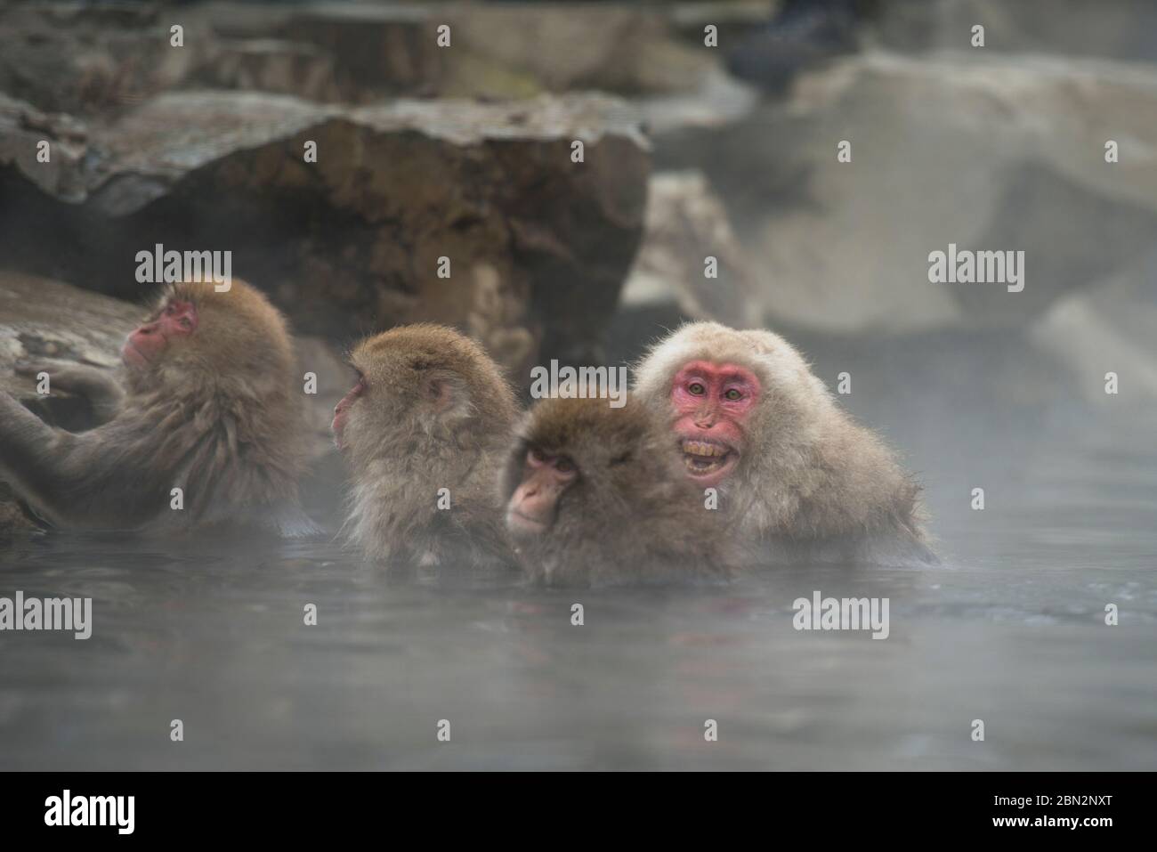 Japanese Macaque Monkey, Macaca fuscata, shrieking as shocked in hot spring bath, Jigokudani Yaenkoen Monkey Park, Yamanouchi, Nagano, Japan Stock Photo
