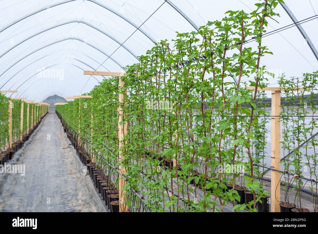 Greenhouse with young raspberry bushes Stock Photo Alamy