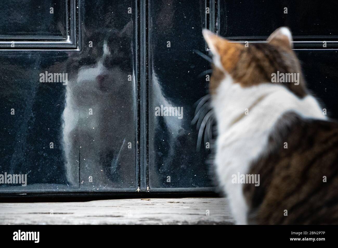 Larry the Downing Street Cat in Downing Street, London, after the announcement of plans to bring the country out of lockdown. Stock Photo
