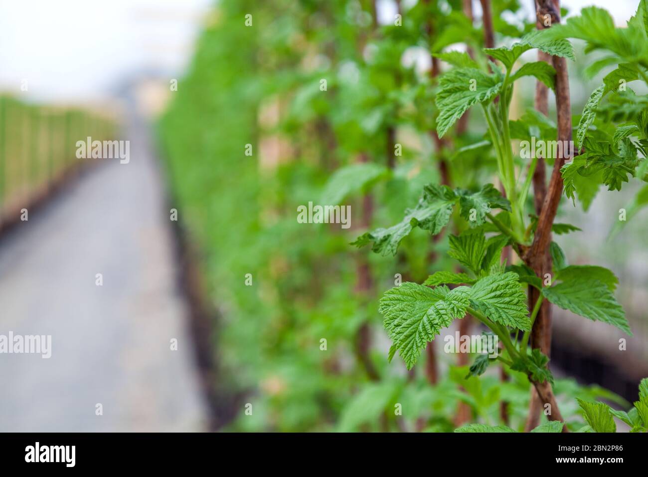 Greenhouse with young raspberry bushes Stock Photo - Alamy