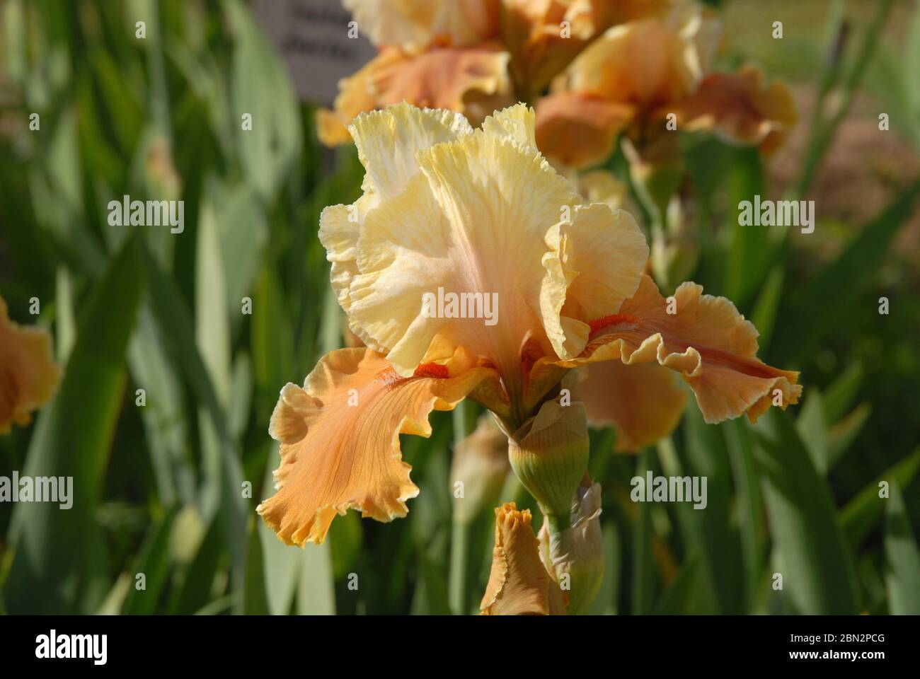 Cream and peach coloured flower of a Tall Bearded Iris, English Charm Stock Photo