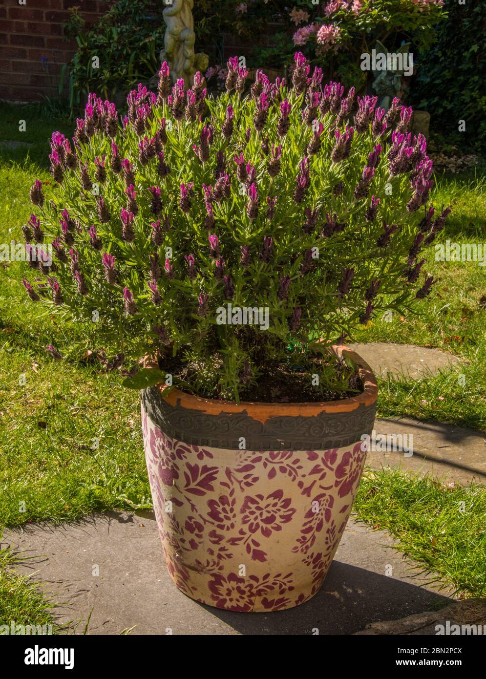 Lavandula stoechas ‘Anouk’ (Lavender) in small garden Stock Photo