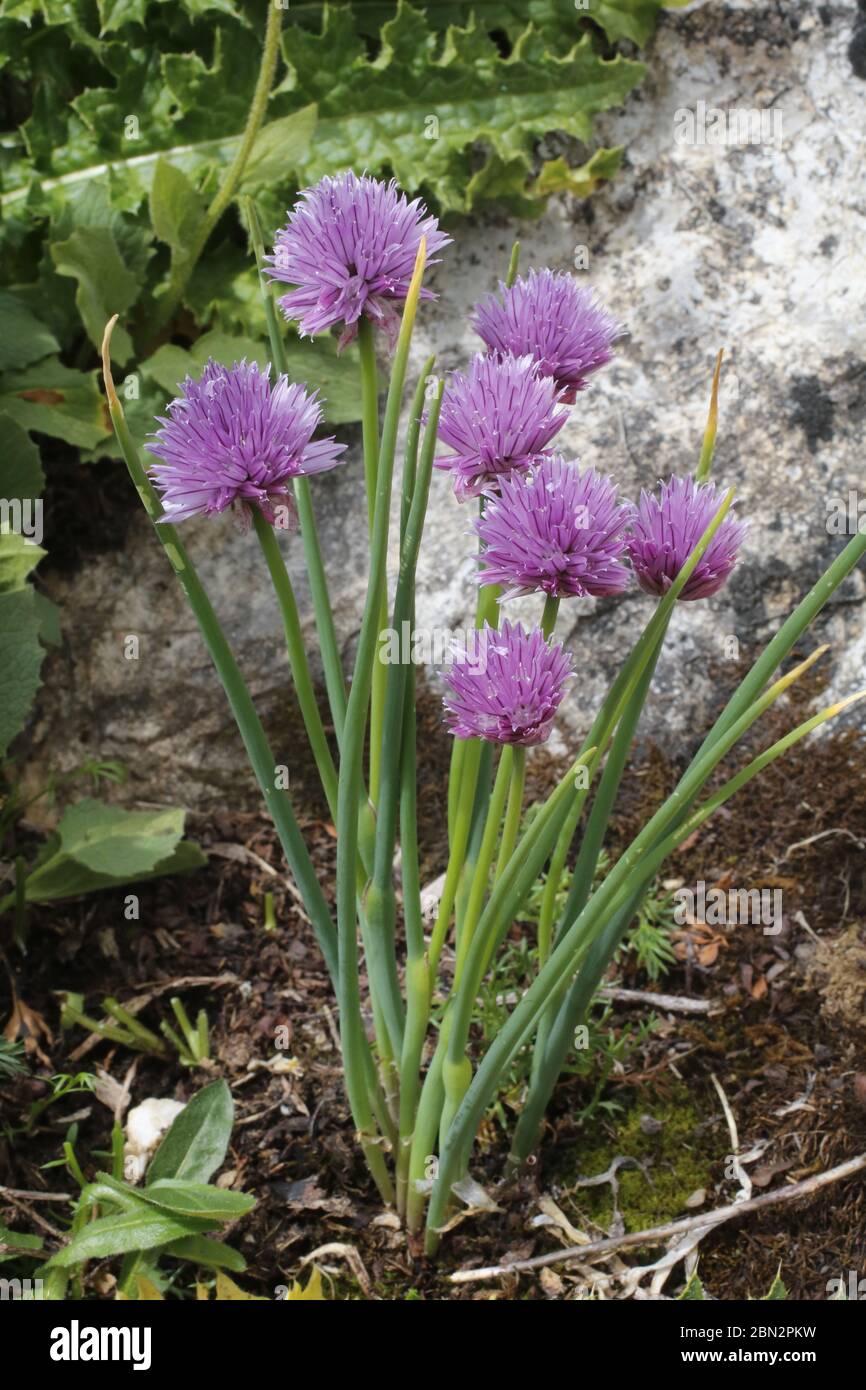 Schnittlauch, Allium schoenoprasum Stock Photo