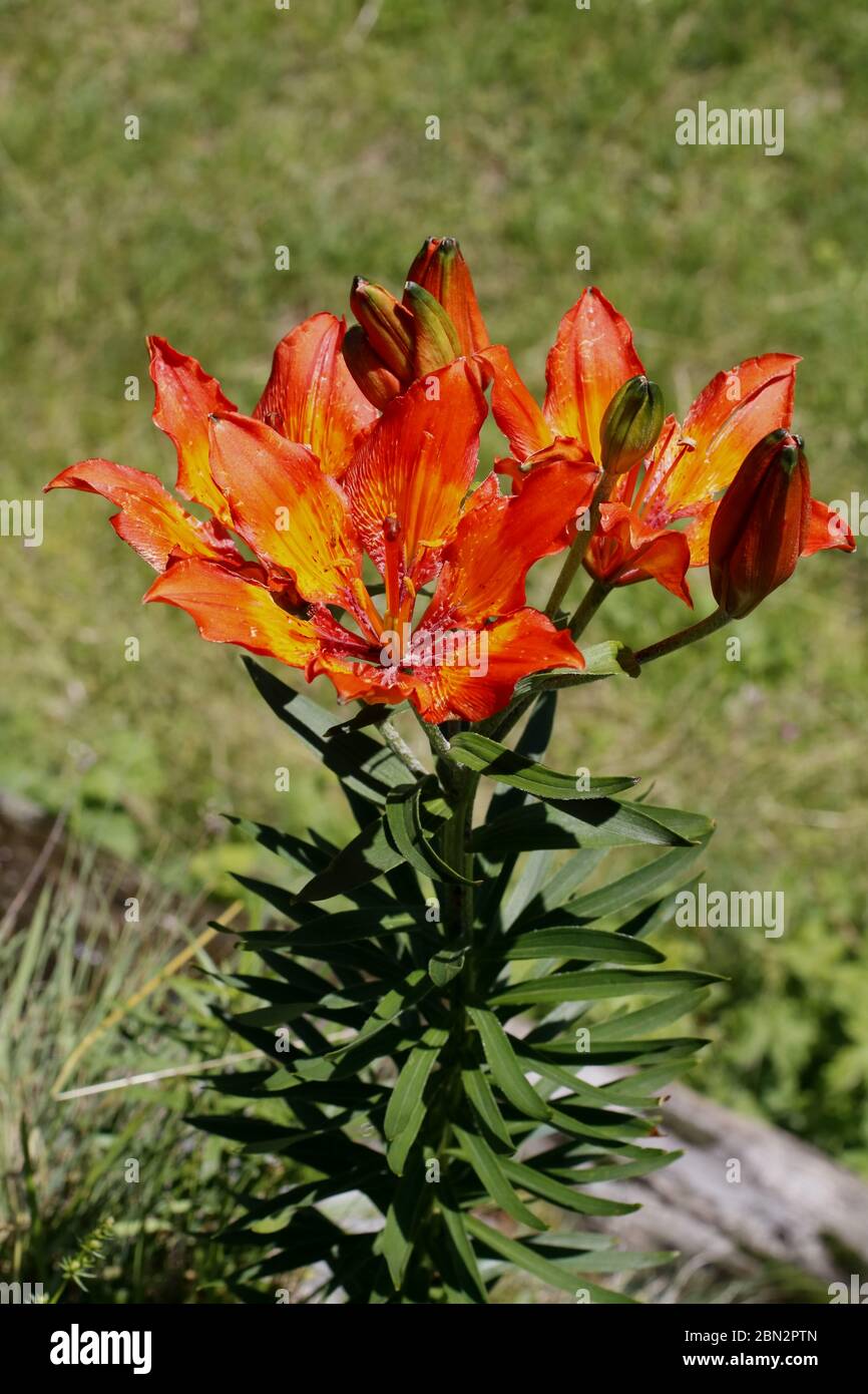 Orangerote Feuerlilie, Lilium bulbiferum ssp. croceum Stock Photo