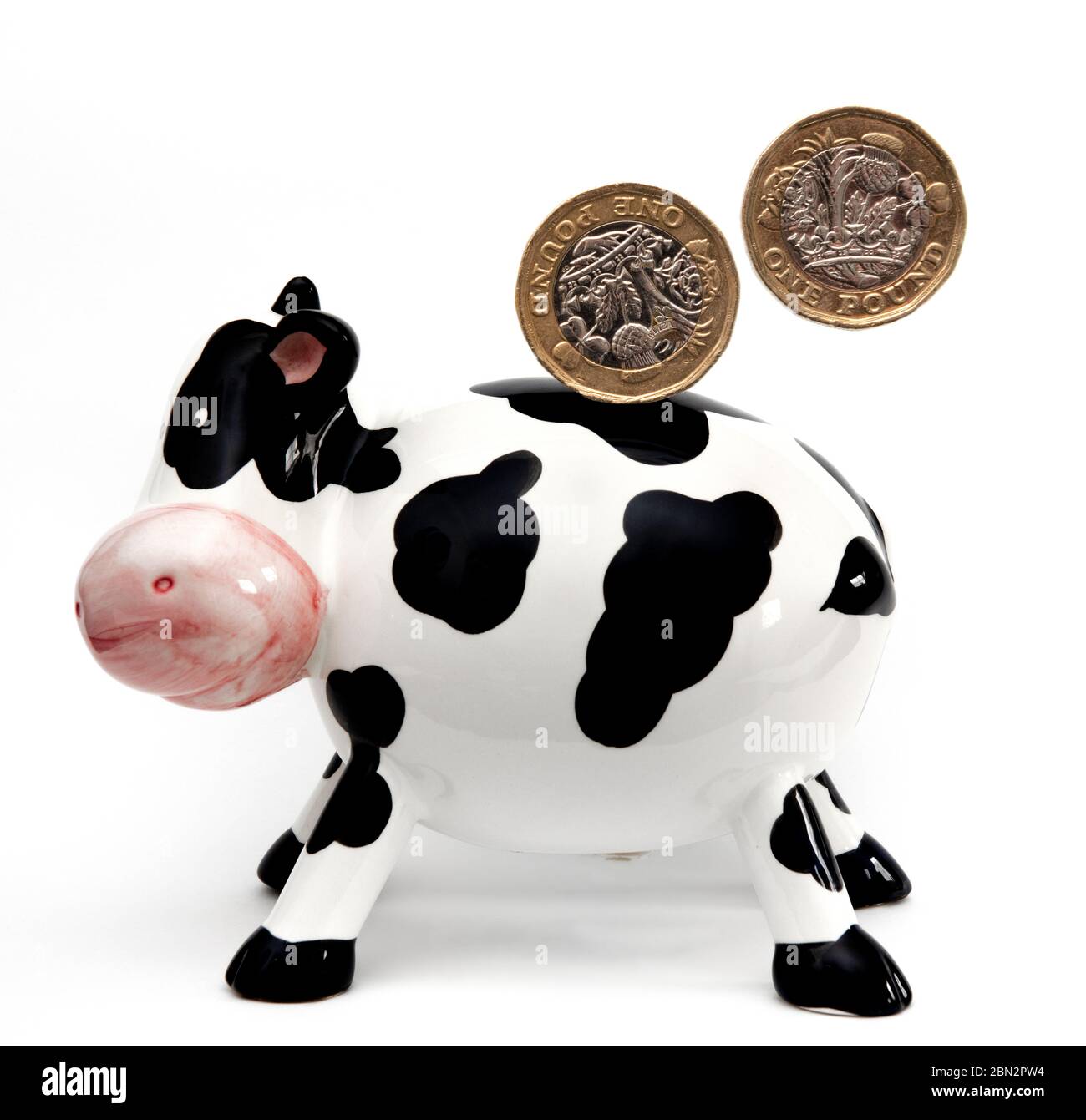 cash cow with pound coins on a white background Stock Photo