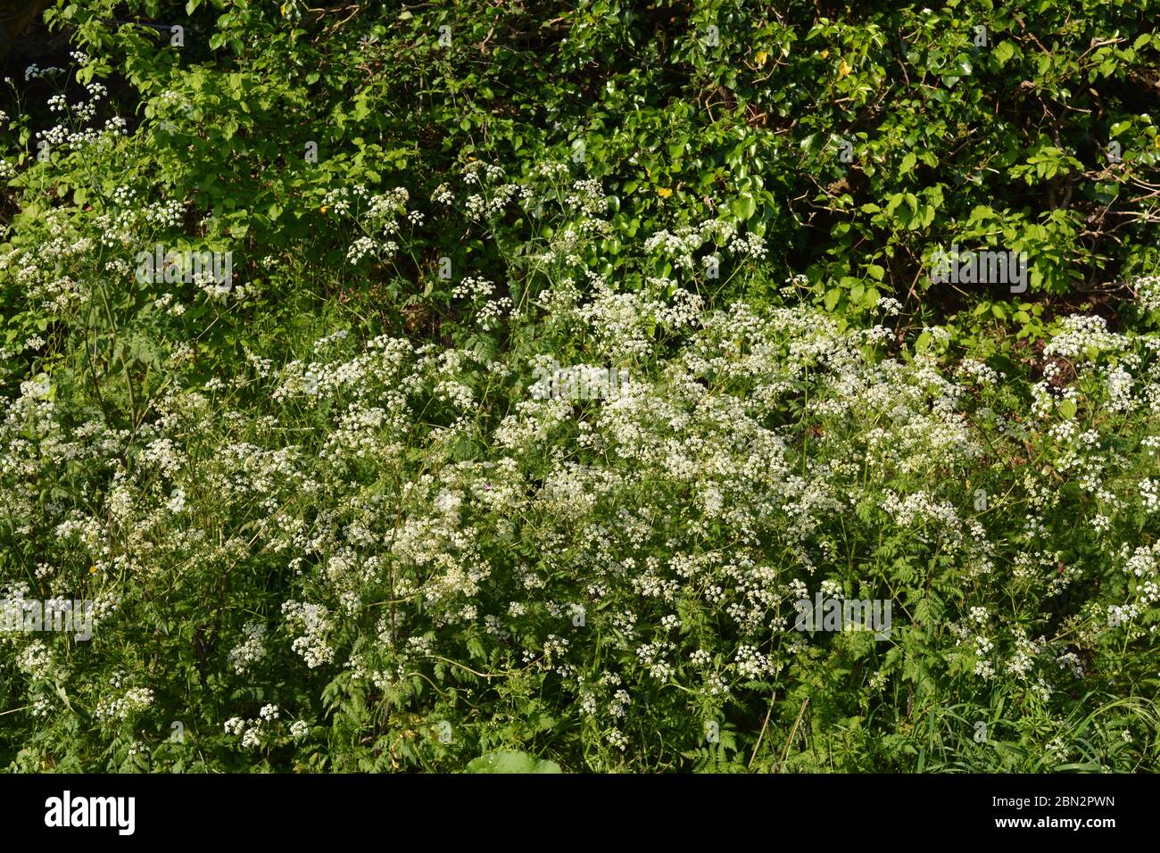Cow parsley, also known as  Anthriscus sylvestris, growing in a British hedgerow in early summer Stock Photo