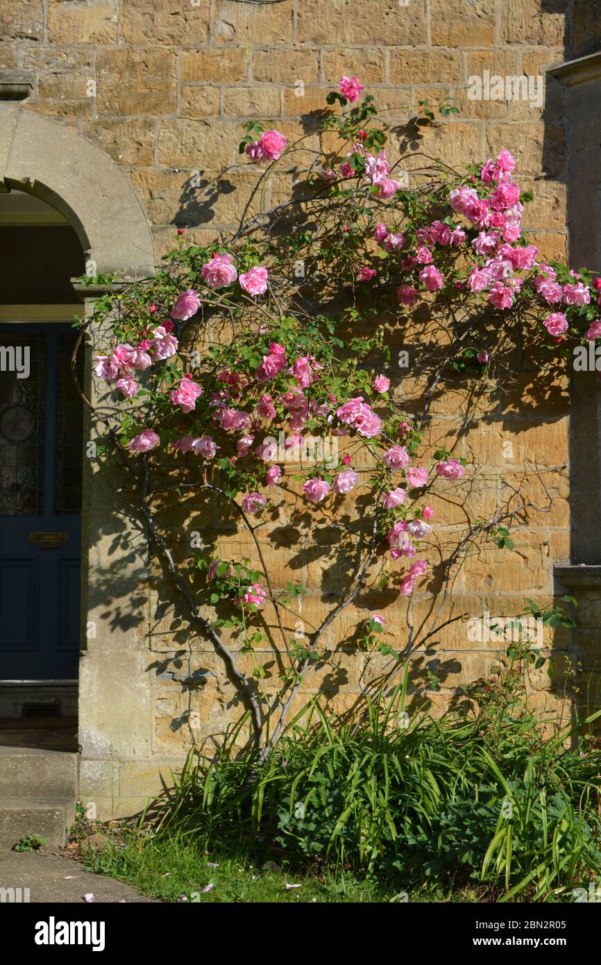 Pink climbing rose hires stock photography and images Alamy
