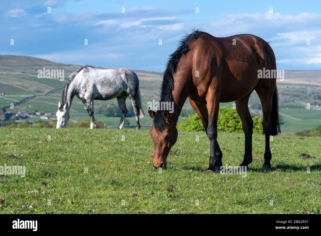 Thoroughbred horses grazing on pastures in the Yorkshire Dales on a fine spring evening, UK. Stock Photo