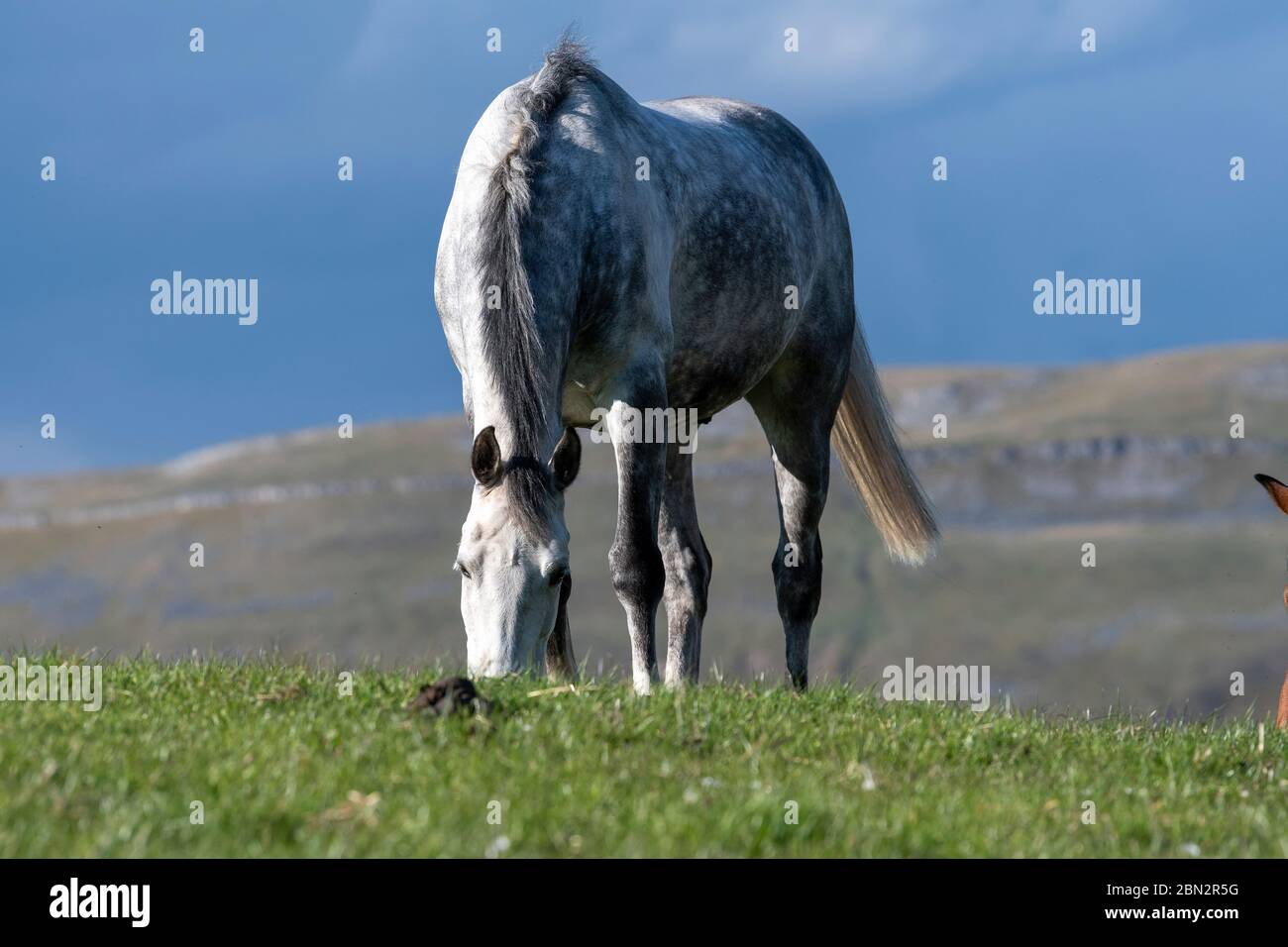 Thoroughbred horses grazing on pastures in the Yorkshire Dales on a fine spring evening, UK. Stock Photo