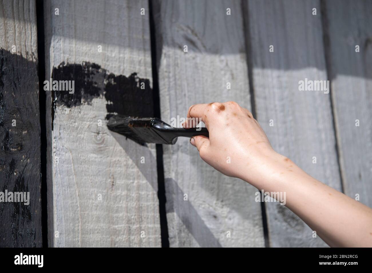 Painting a protective coat of creosote on wooden panels on an agricultural building. UK. Stock Photo