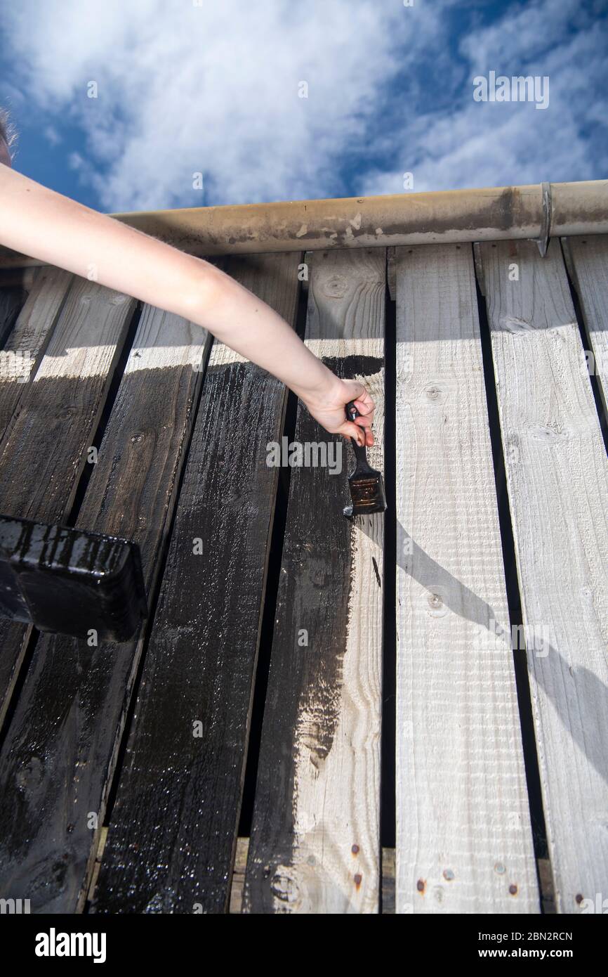 Painting a protective coat of creosote on wooden panels on an agricultural building. UK. Stock Photo