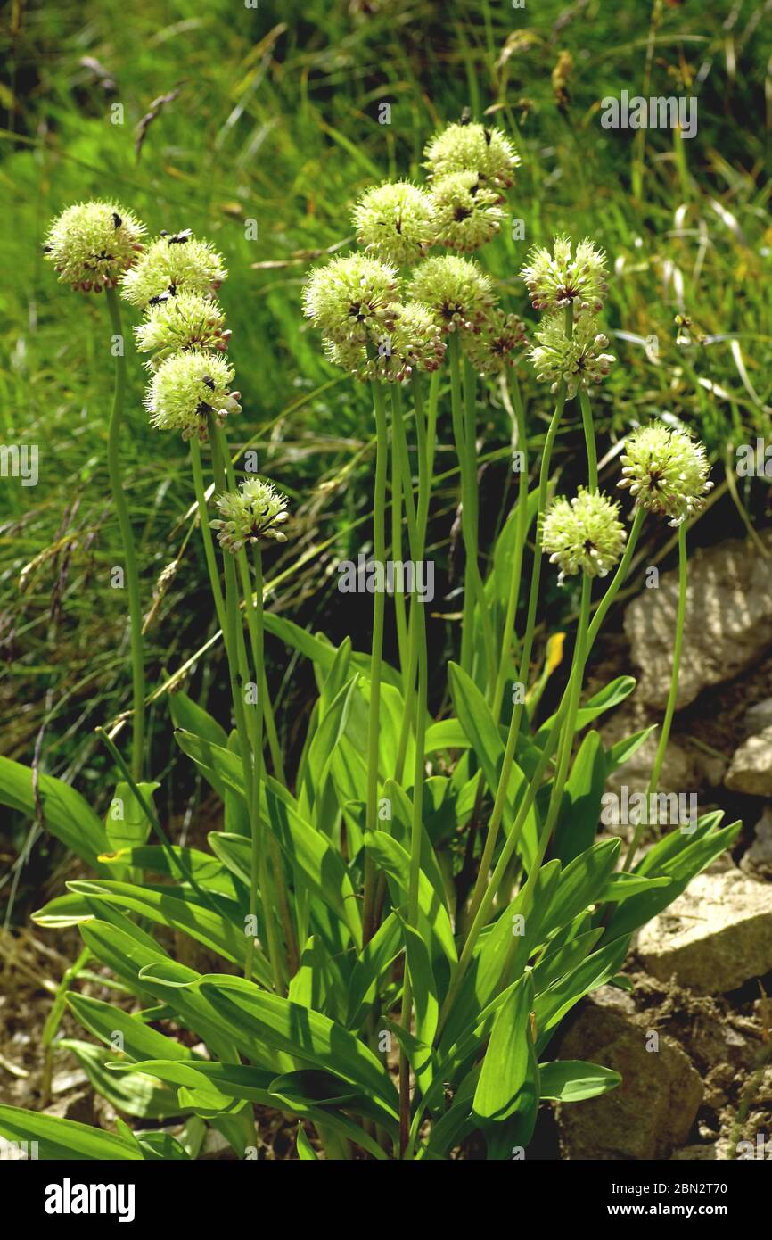 Allermannsharnisch, Allium victorialis Stock Photo