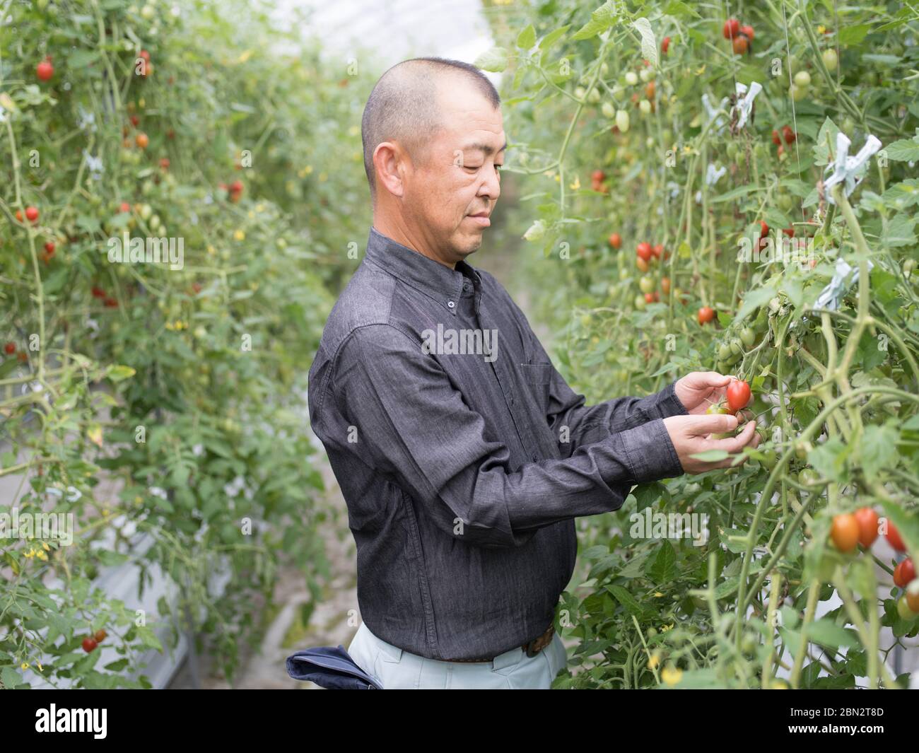 Tomato faming / agriculture / cultivation Stock Photo