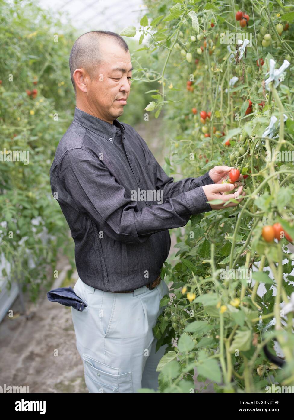 Tomato faming / agriculture / cultivation Stock Photo