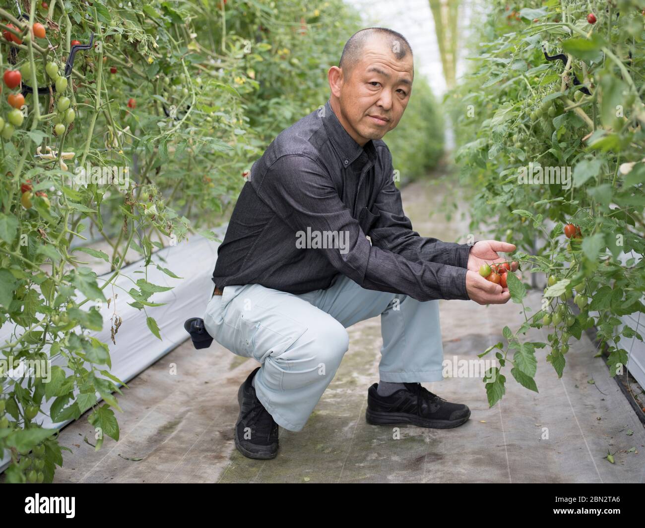 Tomato faming / agriculture / cultivation Stock Photo