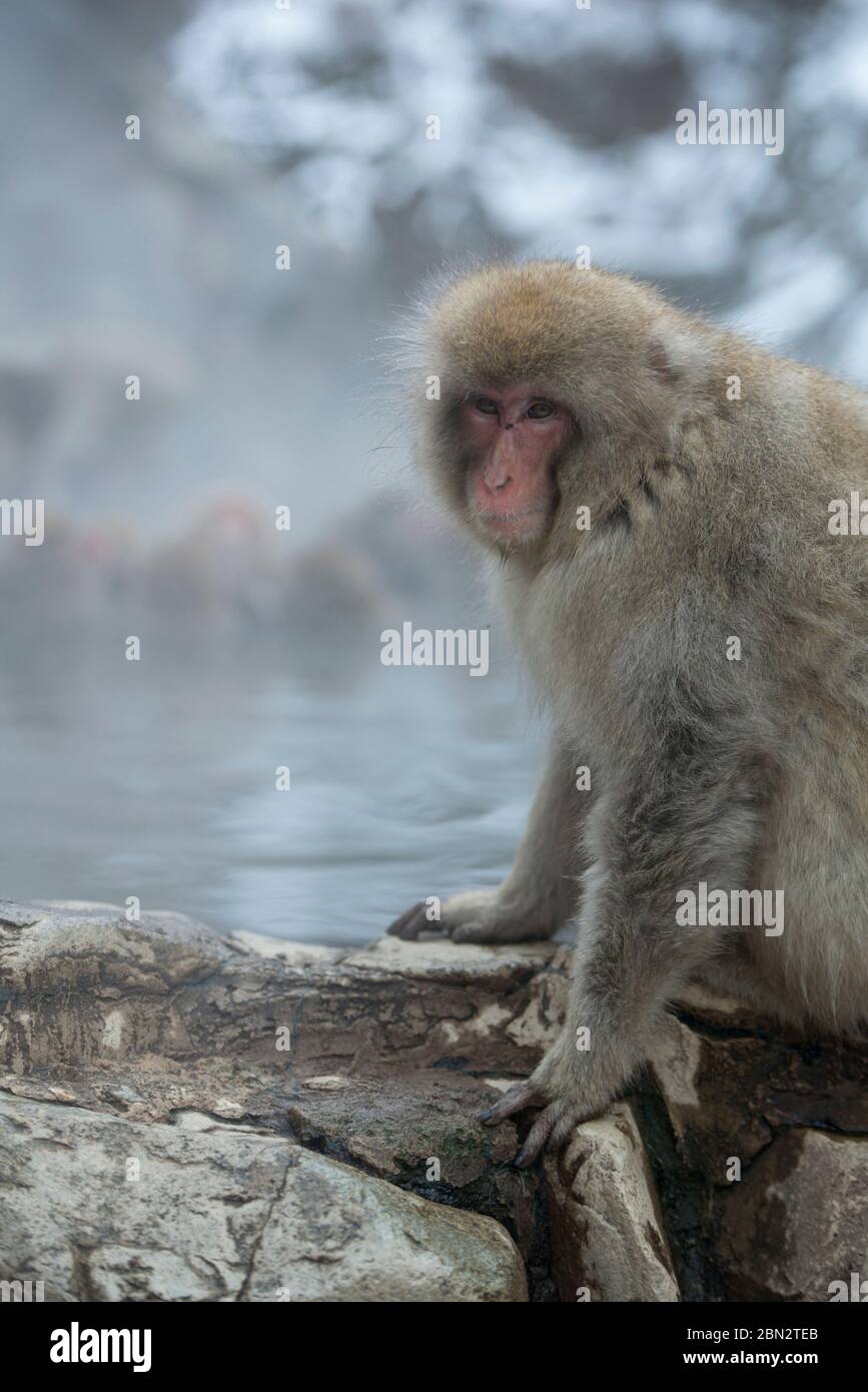 Japanese Macaque Monkey, Macaca fuscata, by hot spring bath, Jigokudani