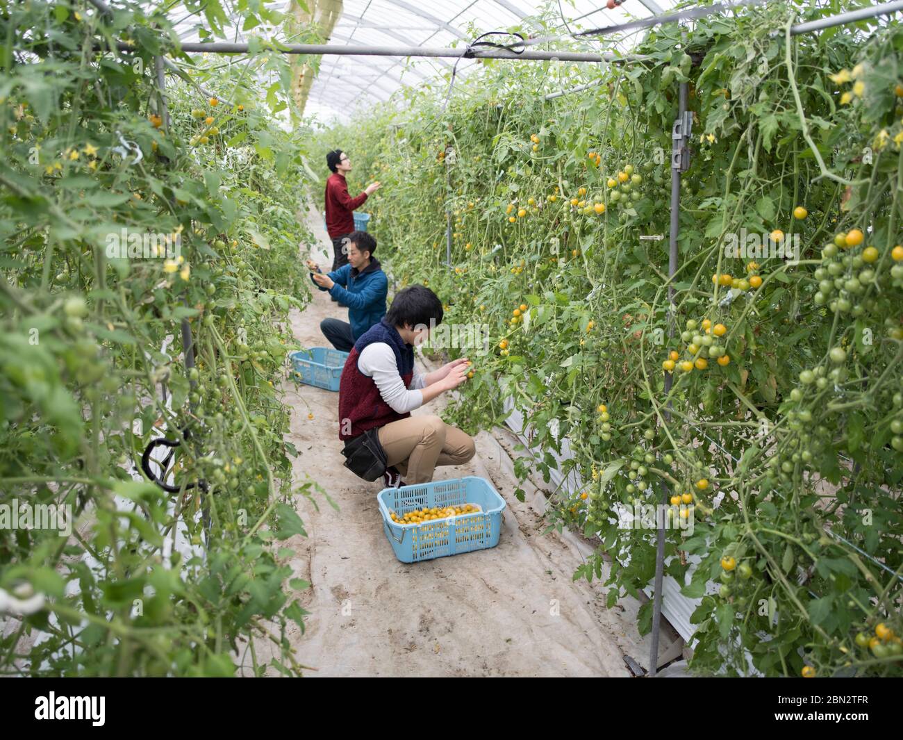 Tomato faming / agriculture / cultivation Stock Photo