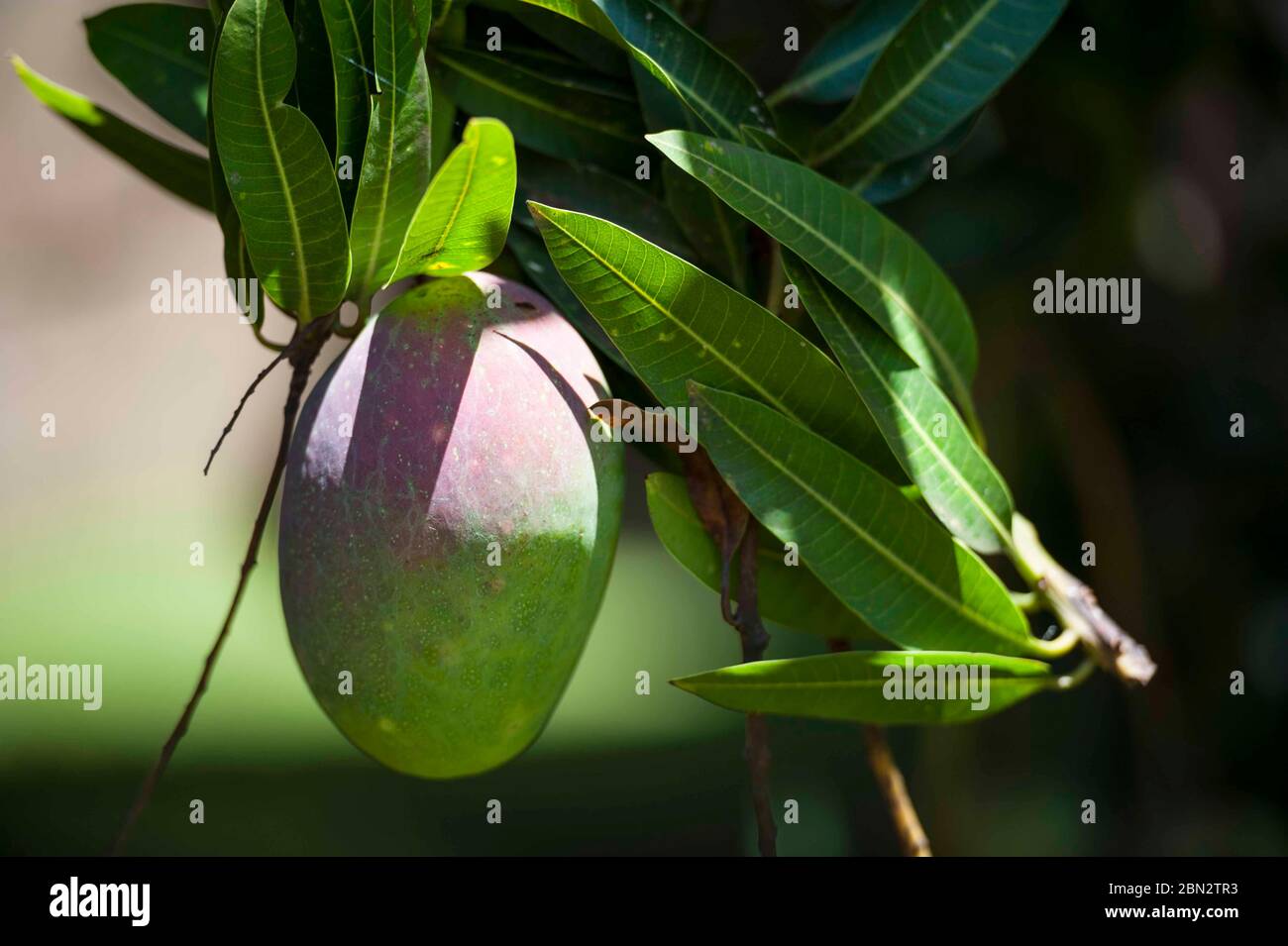 semiripe Tommy Atkins mangoes growing in a garden in Ntinda, a suburb