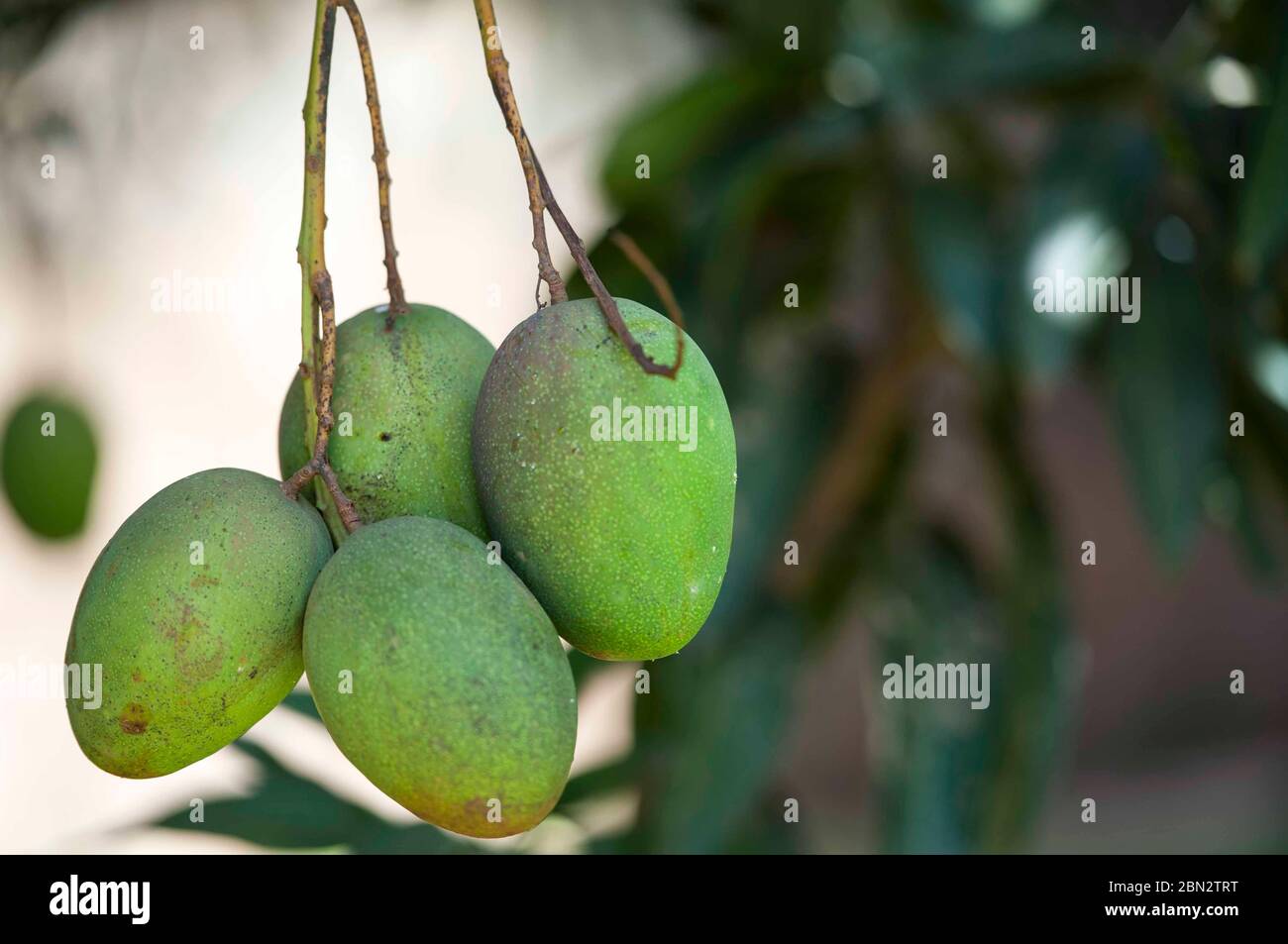 Mangoes contain carbohydrates hires stock photography and images Alamy