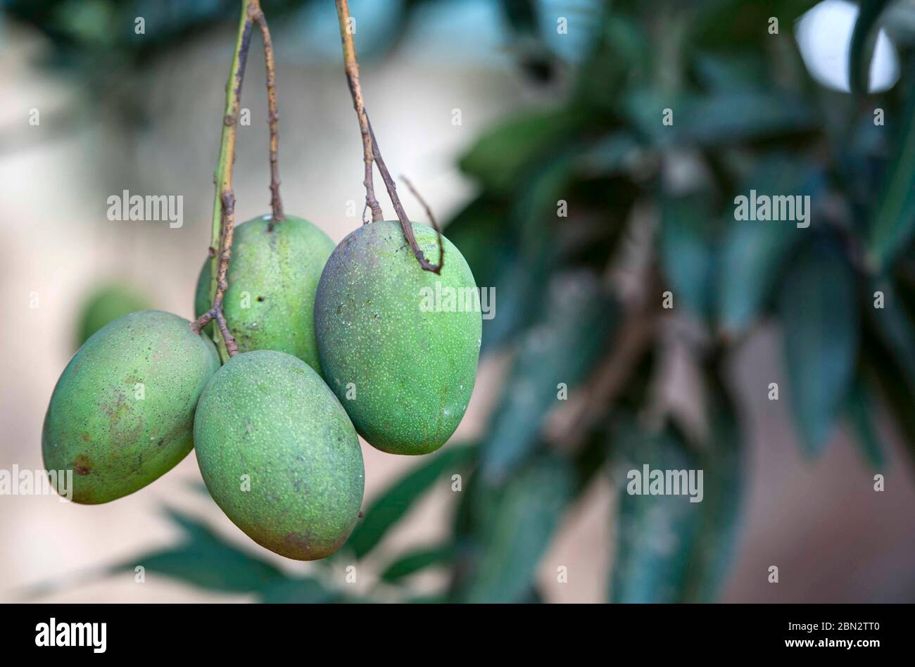 semi-ripe Tommy Atkins mangoes growing in a  garden in Ntinda, a suburb in Kampala, Uganda, East Africa. The trees fruit twice a year Stock Photo