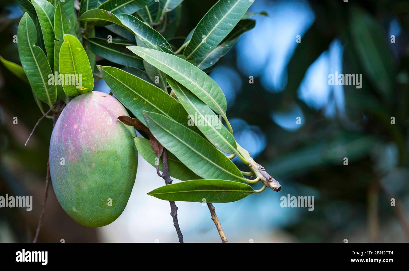 semiripe Tommy Atkins mangoes growing in a garden in Ntinda, a suburb