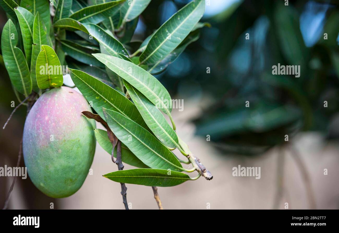Mango harvest twice a year hires stock photography and images Alamy