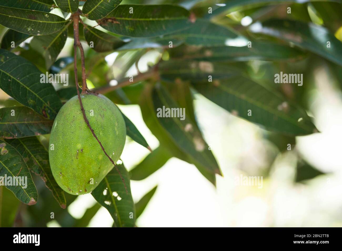 semi-ripe Tommy Atkins mangoes growing in a  garden in Ntinda, a suburb in Kampala, Uganda, East Africa. The trees fruit twice a year Stock Photo