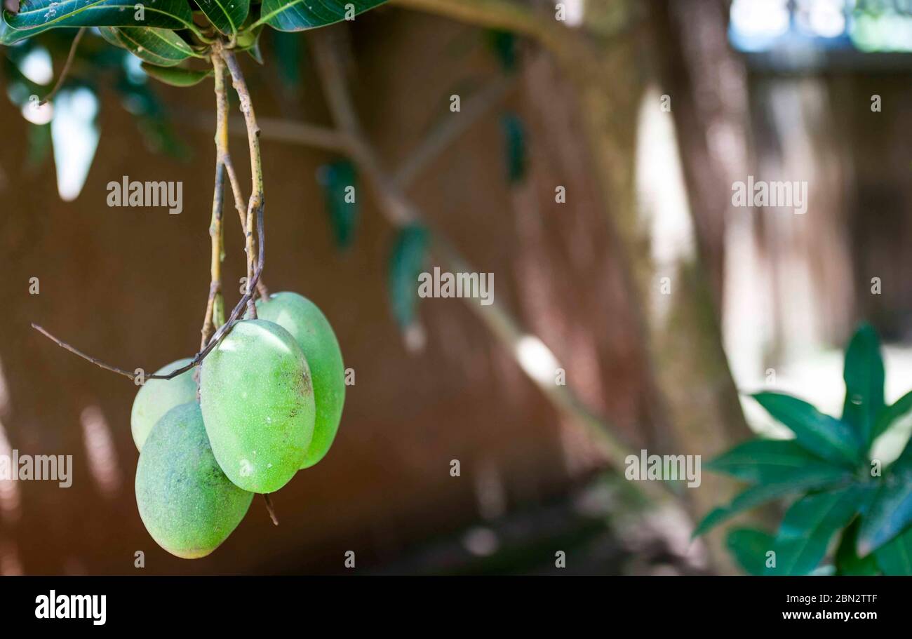 Mangoes prevent heart diseases hires stock photography and images Alamy