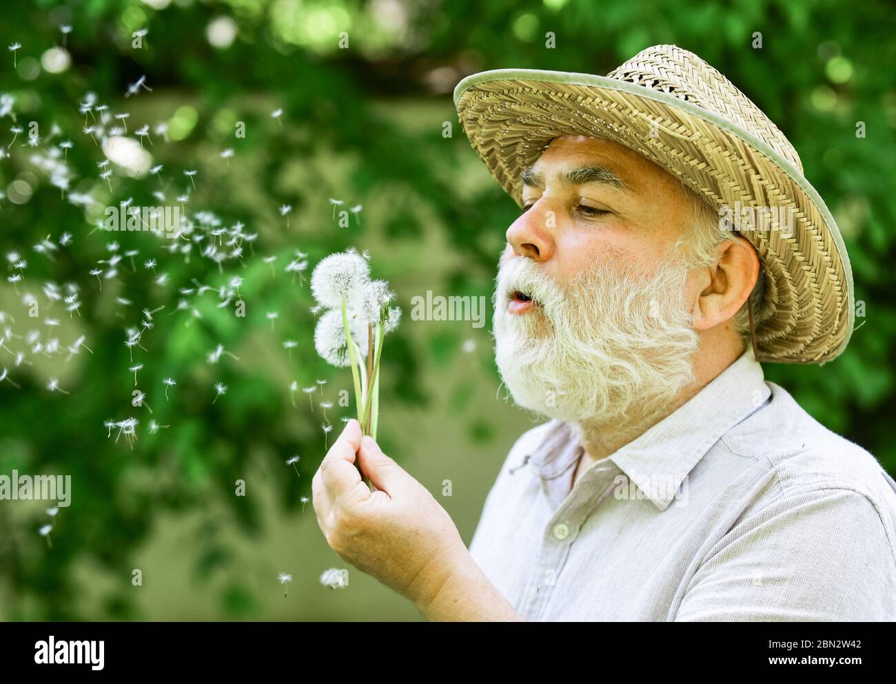 Enjoying summer rest. symbol of thin gray hair. old man blow dandelion  flower. Alzheimer dementia. concept of cognitive impairment. Joy during  early spring. old age and aging. spring village country Stock Photo -