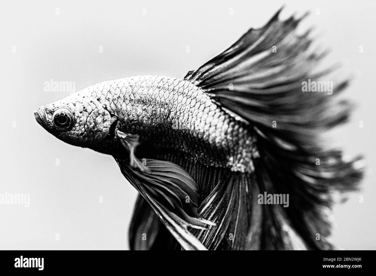 Portrait of a tropical freshwater fish Stock Photo