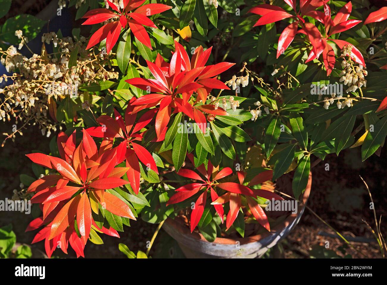 Peiris Pieris