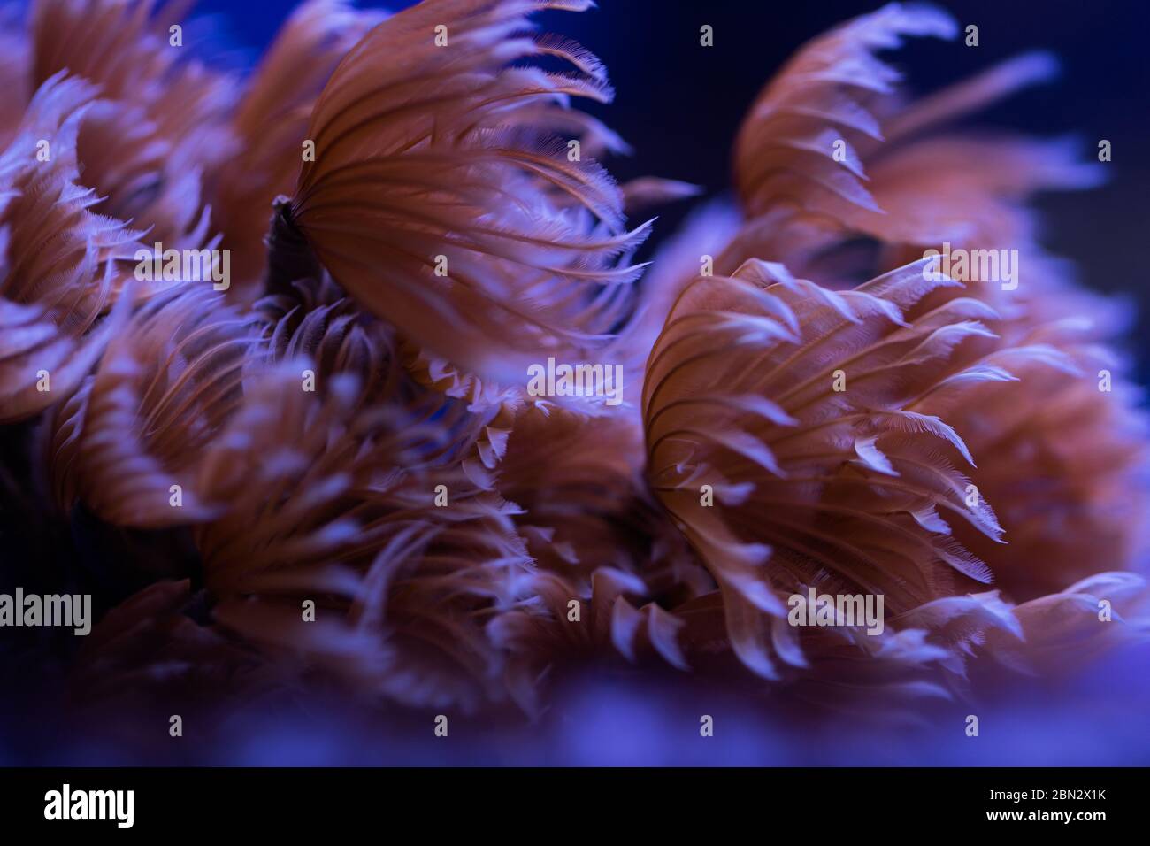 Feather duster coral Stock Photo Alamy