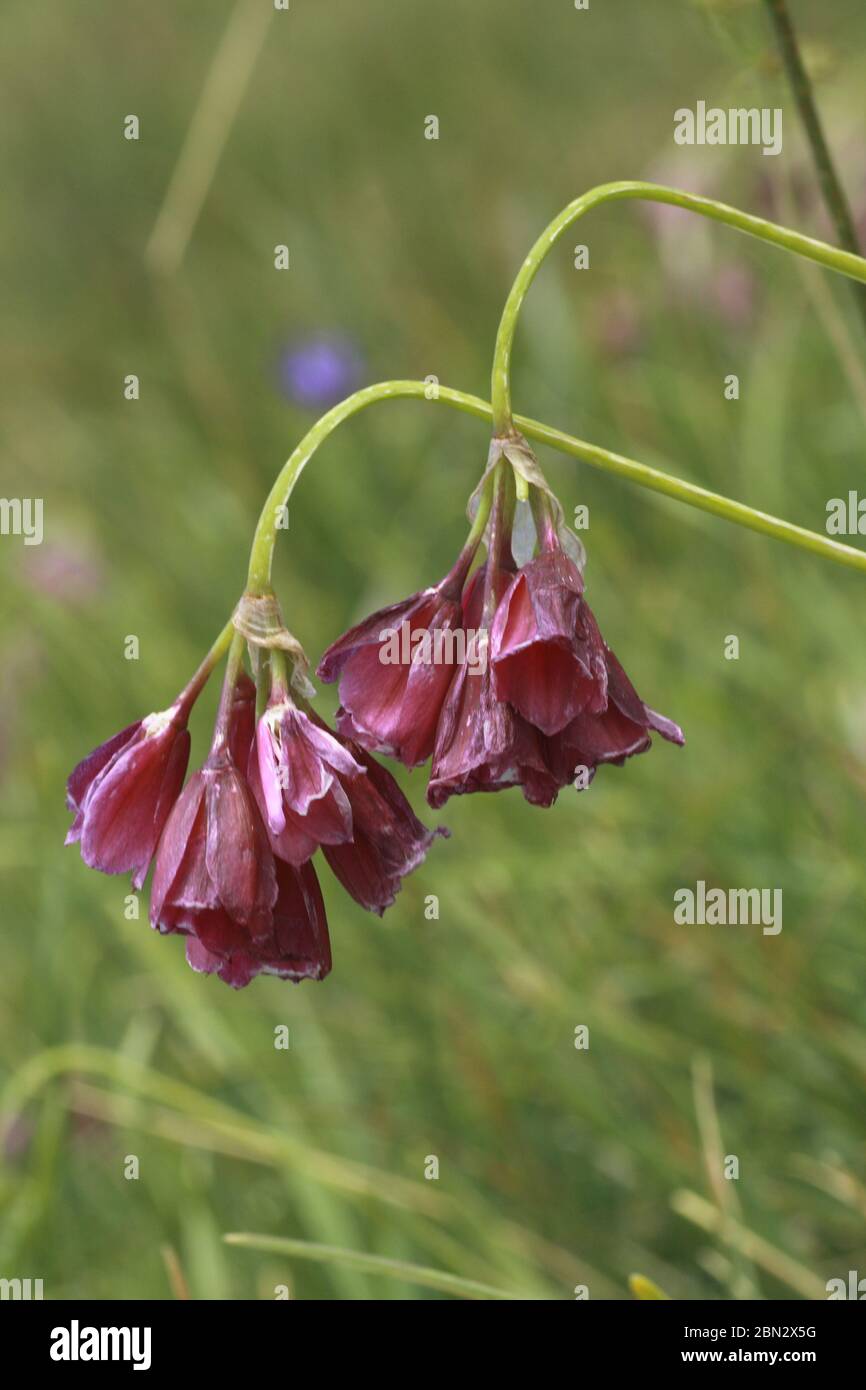 Insubrischer Lauch, Allium insubricum Stock Photo