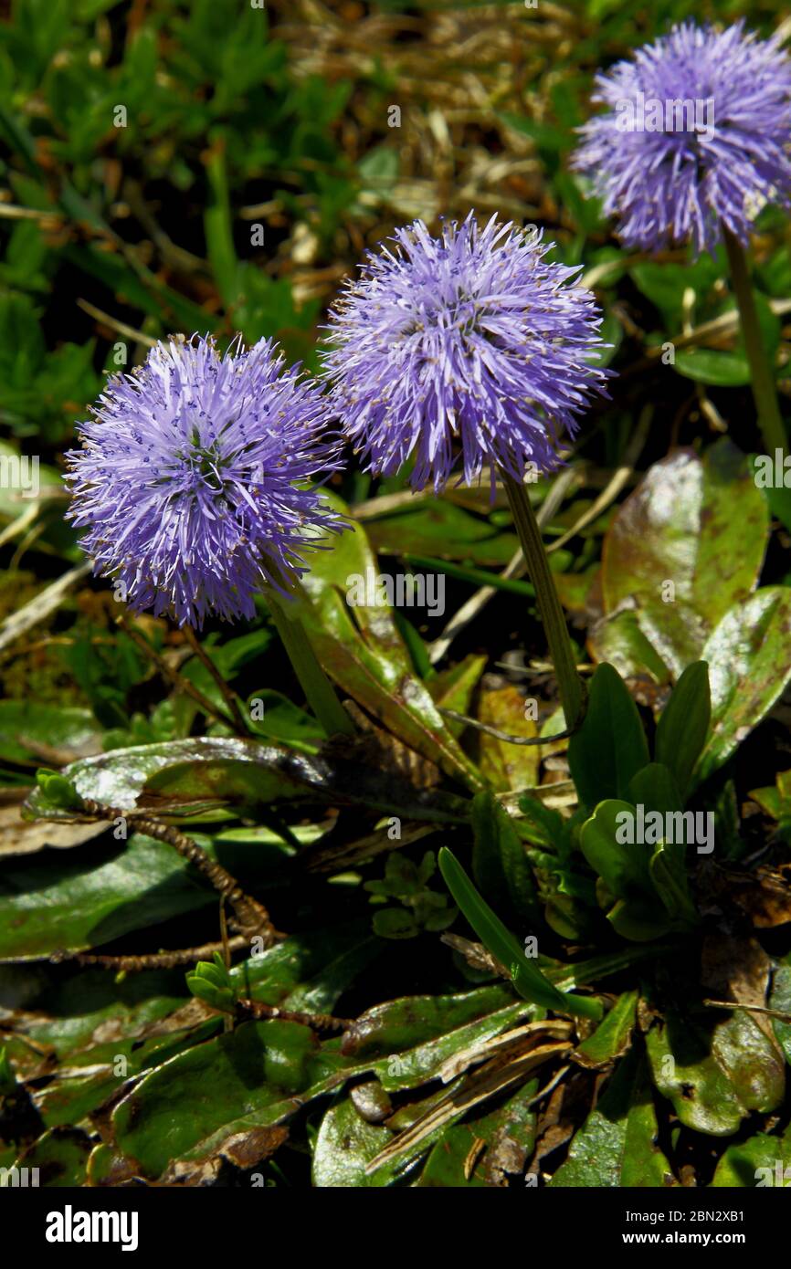 Nacktstängelige Kugelblume, Globularia nudicaulis Stock Photo