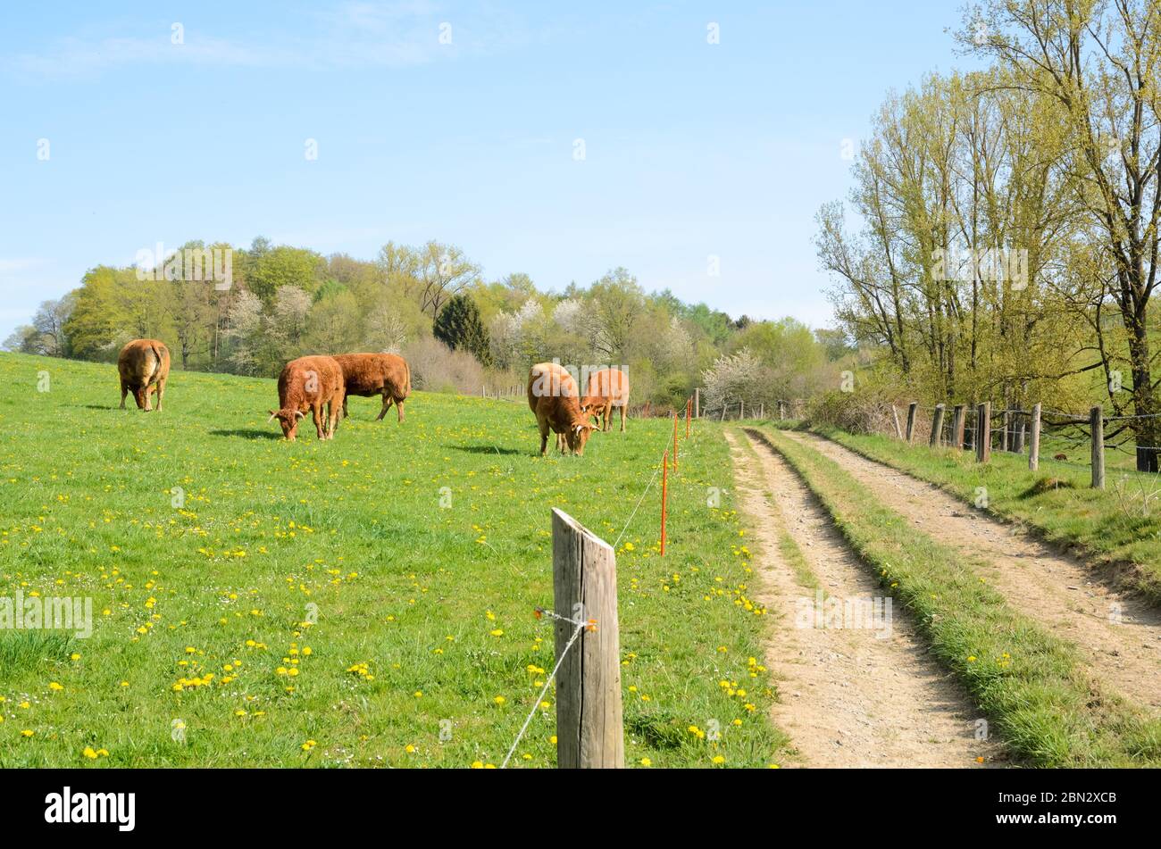 Bos Taurus, domestic limousin cattle livestock on a pasture in the countryside in Rhineland-Palatinate, Germany, Western Europe Stock Photo