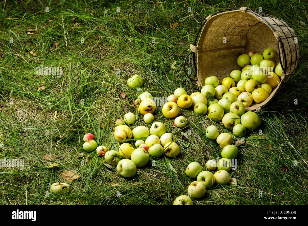 A lot of apples hi-res stock photography and images - Alamy