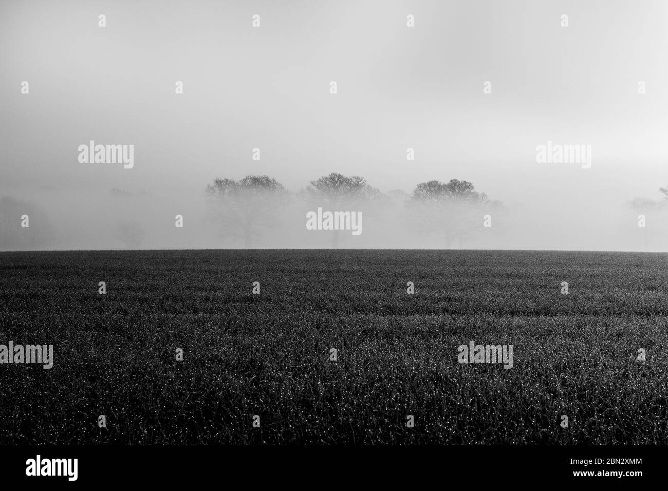 Trees in the mist Stock Photo