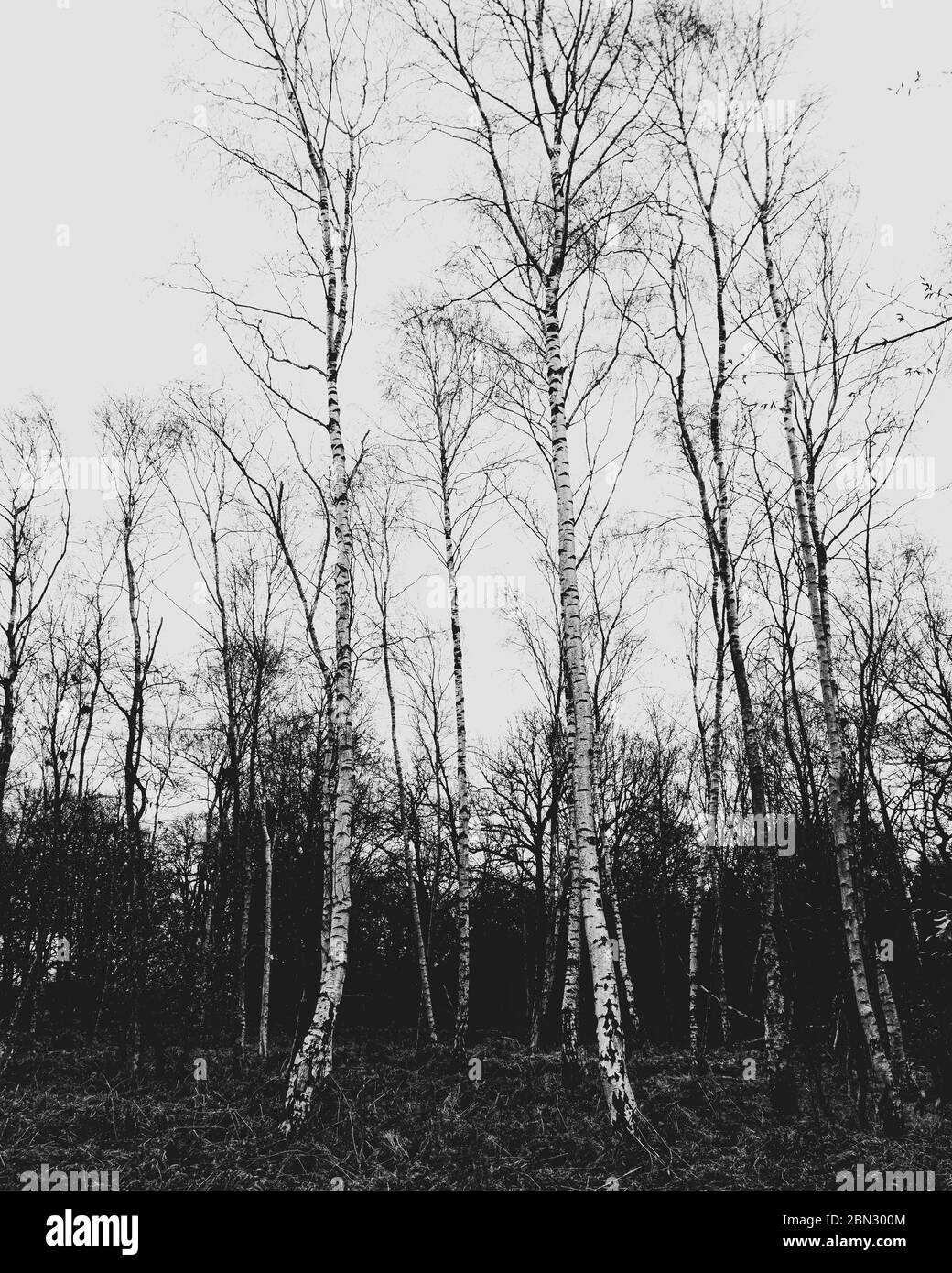 Birch trees in winter Stock Photo