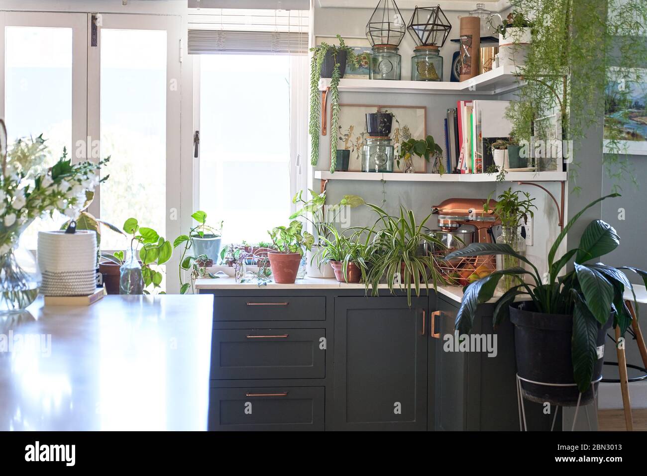 Houseplants in domestic kitchen Stock Photo