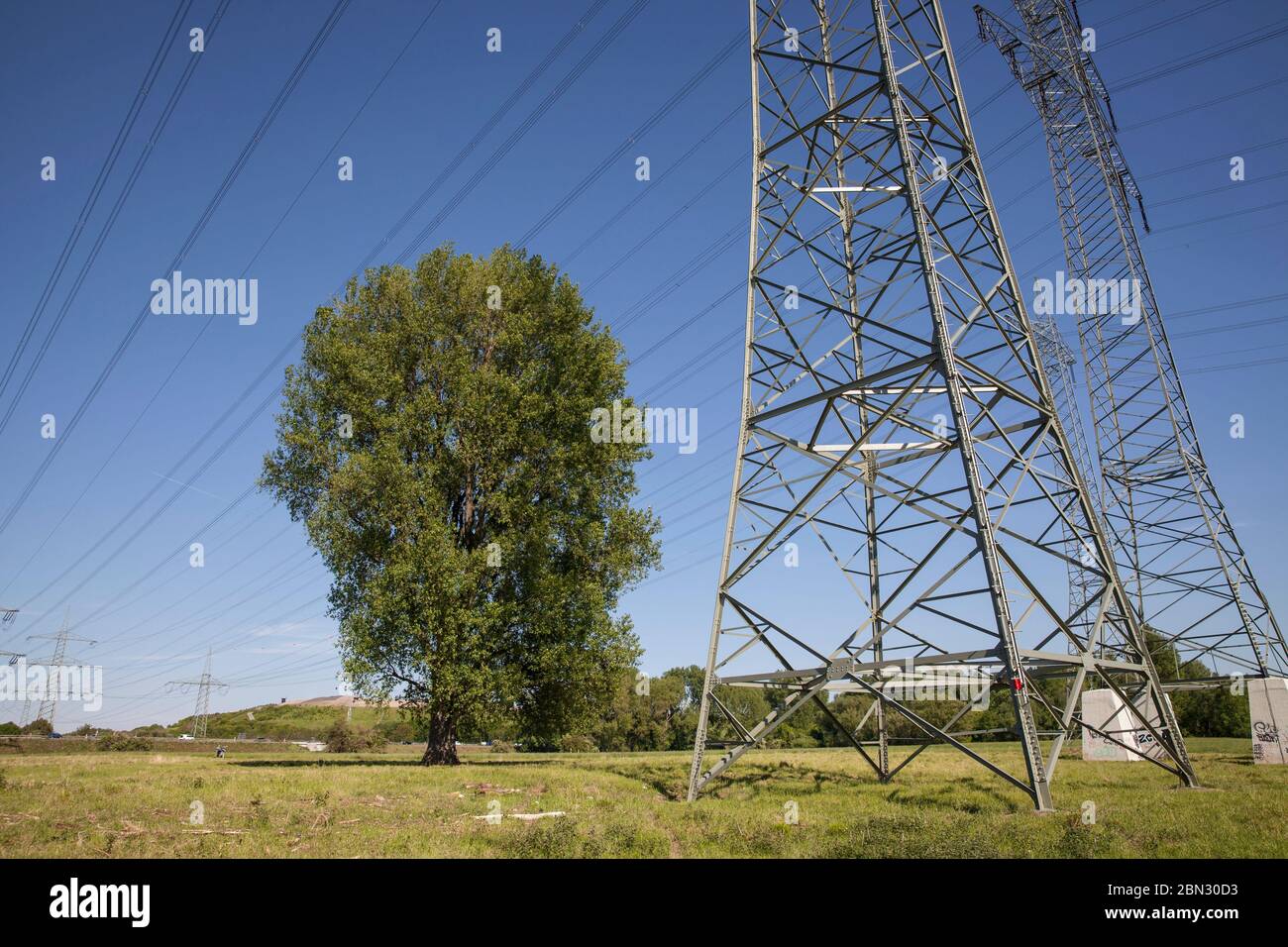 tree under very high power pylons in the Rhine meadows in Leverkusen-Rheindorf, North Rhine-Westphalia, Germany  Baum unter sehr hohen Strommasten in Stock Photo