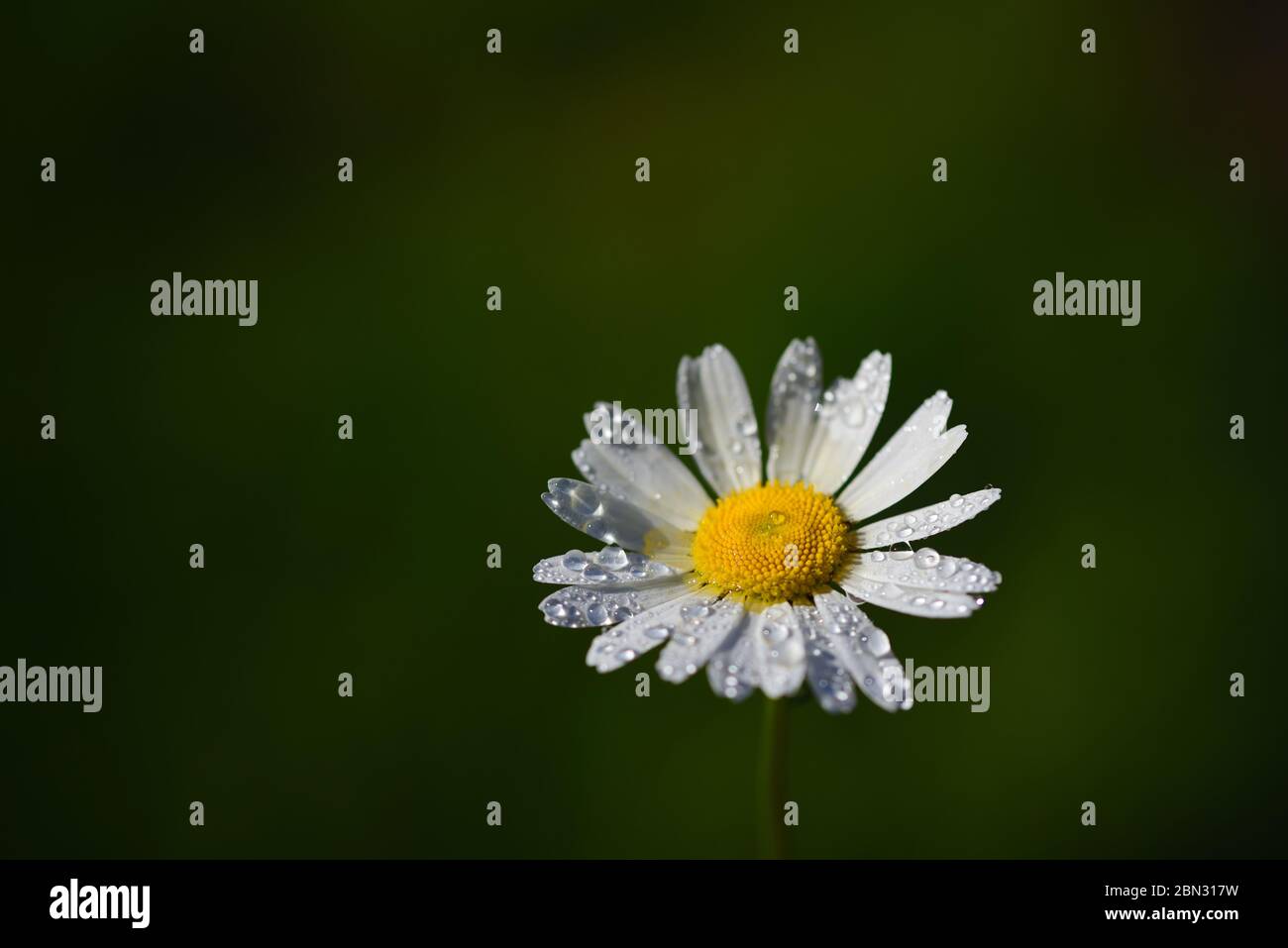 A small white daisy in spring with water drops on the edge of the picture, with plenty of space for text on the green background Stock Photo